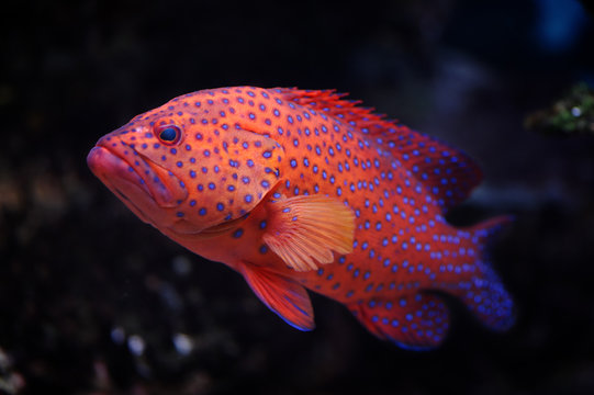 Red groper
