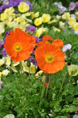 Fototapeta premium tulipe, coquelicot