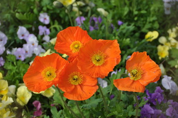 Fototapeta premium fleurs tulipes