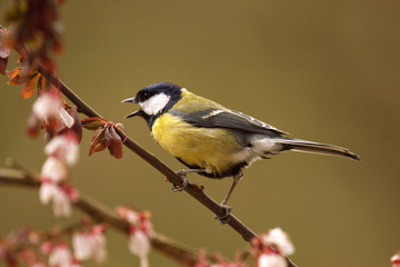 Singing Great Tit in Cherry Tree