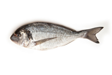 Sea bream isolated on a white studio background.