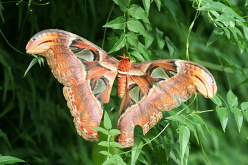 Atlas Moth 001