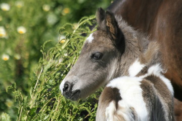 pony - fohlen