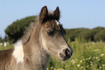 portrait fohlen pony