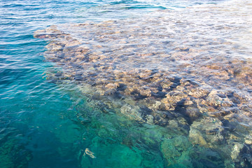 corals in water