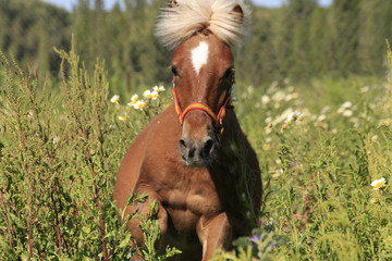 pony - gallop in wiese