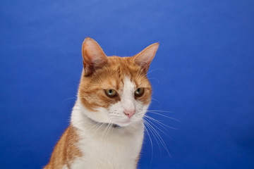 Ginger tom cat against a blue studio background.