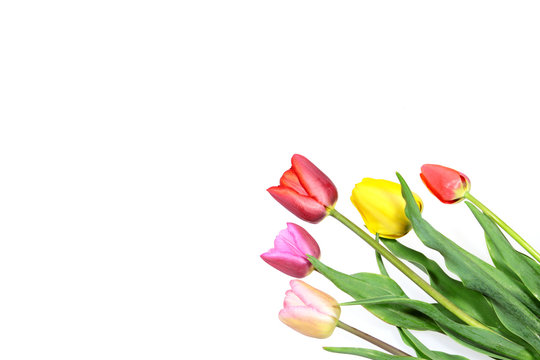 Tulpen