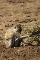 Obraz premium Vervet monkey and her young