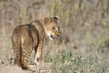 African lion  cub