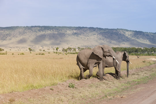 elephants   in Masai Mara