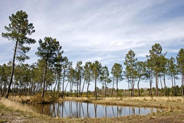 paysage des landes (40), pins autour d'un &eacute;tang