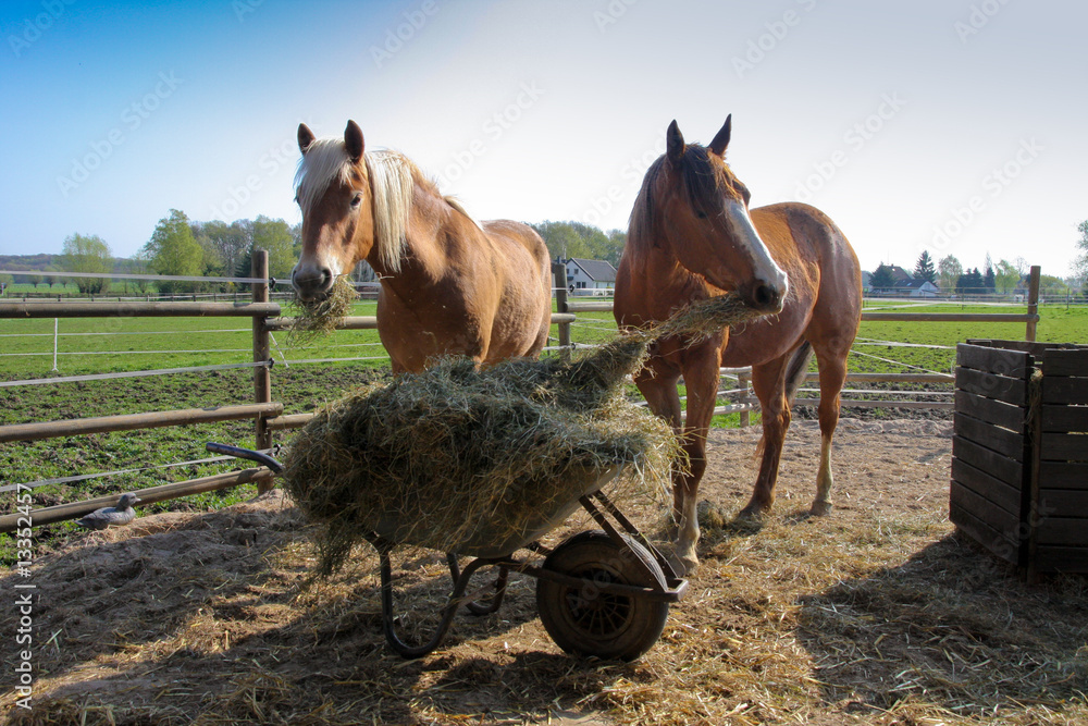 Poster Pferde fressen Silage