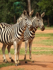 Fototapeta premium OLYMPUS DIGITAL CAMERA