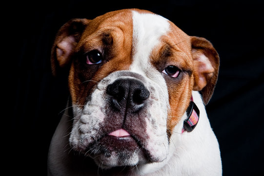 103/365 -- Kimba's First Studio Portrait
