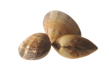 Vongole