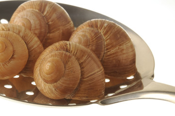 Chiocciole crude in cucina