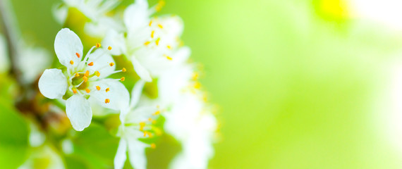 image de fleur au printemps - fleurs blanches et fond vert - obrazy, fototapety, plakaty