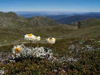 Alpine sunray in Kosciuszko National Park