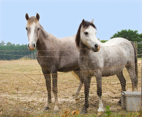 Obraz na płótnie Canvas Two Grey Ponies
