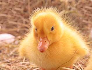Duckling