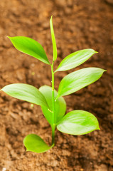 New life concept - green seedling growing out of soil