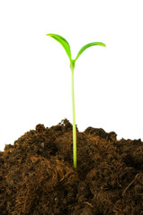 Seedlings illustrating the concept of new life