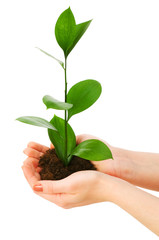 Green seedling in hand isolated on white