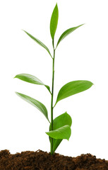 Seedlings illustrating the concept of new life