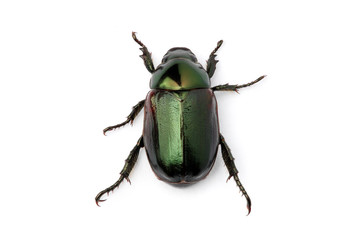 Green Beetle (Anomala albopilosa)