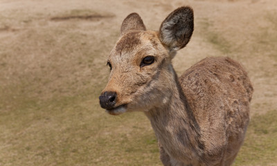 Japanese Sika Deer (Cervus nippon)
