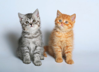 Two kittens sit on a sofa.