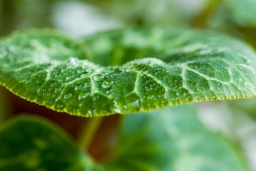 close up water drops on green leaf