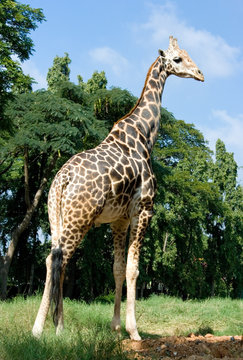 Full length body picture of a giraffe with trees