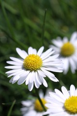 Obraz premium Frühling