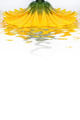 Gelbe Gerbera auf Wasserspiegel