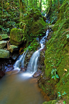Rainforest, Dorringo Nationalpark, Australia