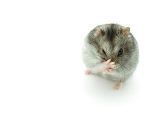 Fototapeta na wymiar sneeze hamster isolated on white background.