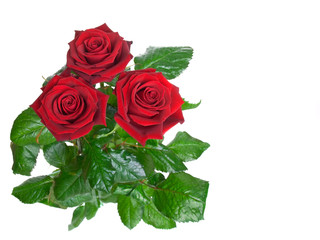 three rosebud on a white background.