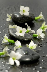 Spa stones and white flowers with water drops