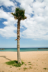 Palmiers sur la plage