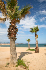 Palmiers sur la plage