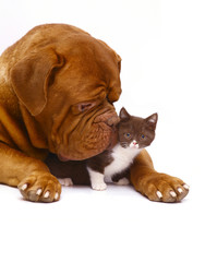 Mastiff from Bordeaux and a small kitten.