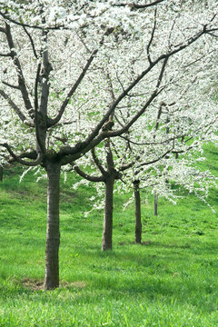 Orchard - spring trees