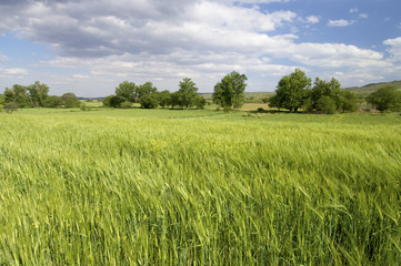 green meadow with trees and clouds