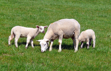 grasende Schafe