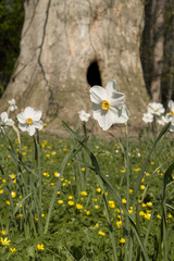 Narcissus in park