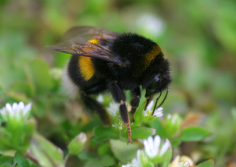 Bumblebee