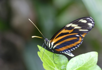 Fototapeta na wymiar Papillon exotique