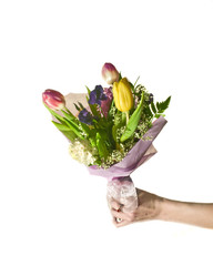 hand holding mixed tulip bouquet, isolated